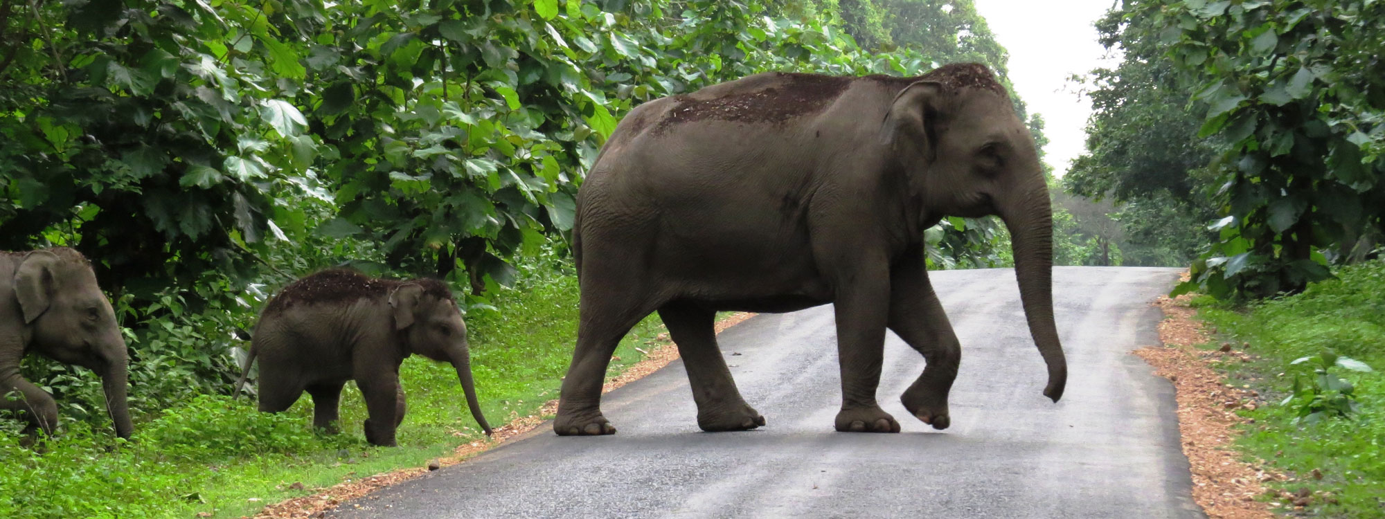 Periyar National Park