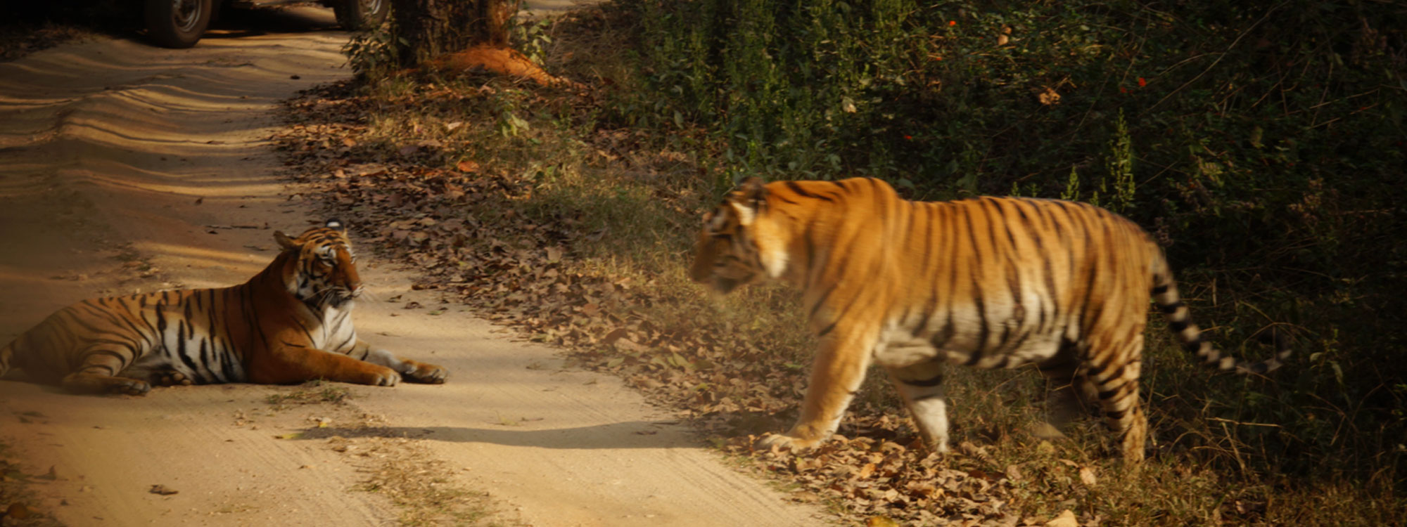 Bandhavgarh National Park